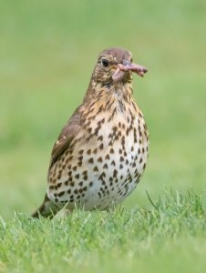 Song Thrush