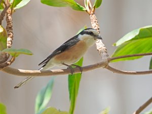 Masked shrike