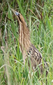 Booming Bittern