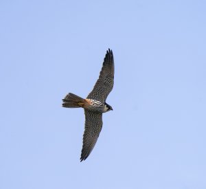 Eurasian Hobby