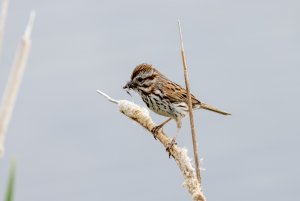 Hungry Song Sparrow