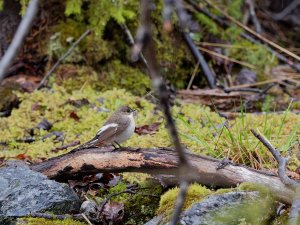 Female pied flycatcher