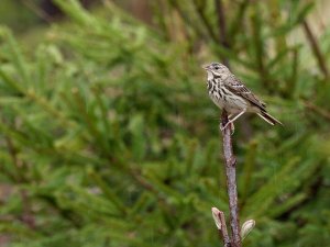 Tree pipit