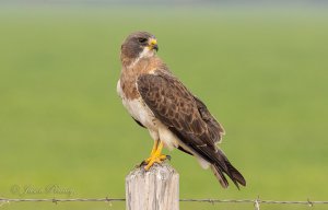 Swainson's Hawk - Buteo swainsoni