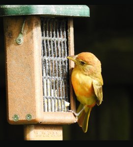 Female or Male Juvenile Tanager.jpg