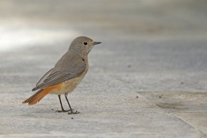 common redstart