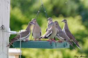 White-winged Dove Team Meeting