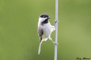 Carolina Chickadee