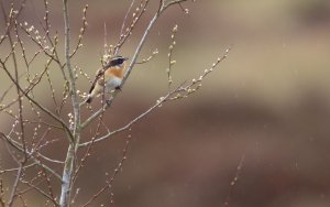 Singing in the rain. Whinchat.