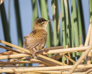 Marsh wren (the male?"