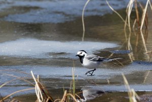 White wagtail on ice