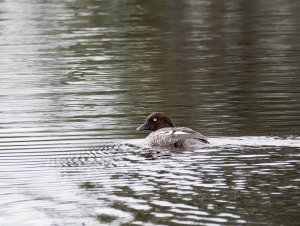 Female common goldeneye