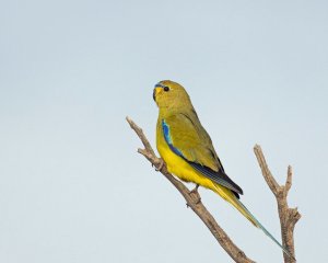 Elegant Parrot