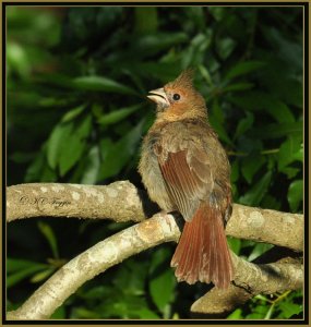 First of the Juvie Cardinal