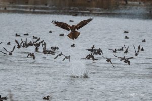 Eastern Marsh Harrier Miss