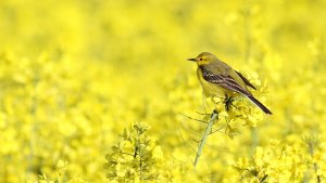 Yellow Wagtail