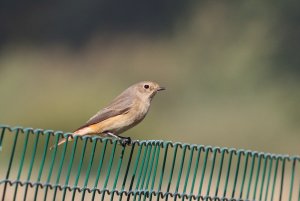 183- Phoenicurus phoenicurus Common Redstart- 24 septembre 2019.jpg