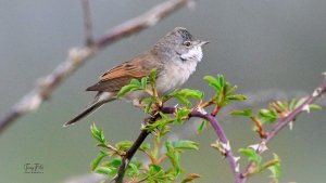 WhiteThroat.jpg