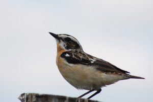 184- Saxicola rubetra Whinchat- 16 mai 2012.jpg