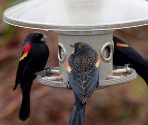Red-winged blackbirds at the feeder