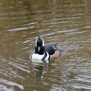 Male hooded merganser