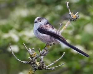 Long Tailed Tit