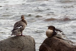 Red-breasted mergansers