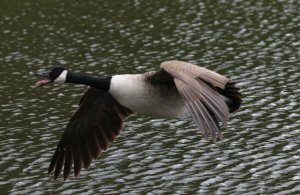 Canada Goose