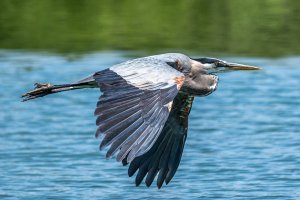 flying heron.jpg
