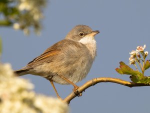 Common Whitethroat