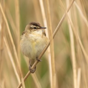 Sedge Warbler