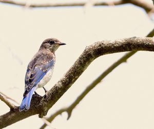 Eastern Bluebird (juvenile).jpg
