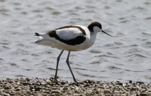 Avocet