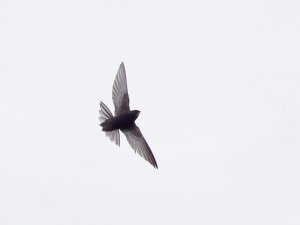 Common swift with spread tail