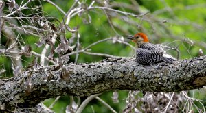 Red-bellied Woodpecker.jpg