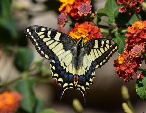 Swallowtail butterfly2