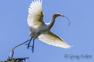 Eastern Cattle Egret