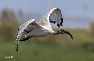 sacred ibis