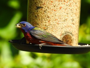 painted bunting male..jpg