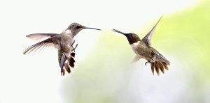 Ruby-throated Hummingbirds (female & male).jpg