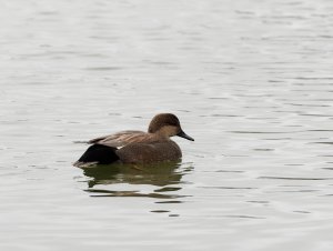 Male gadwall