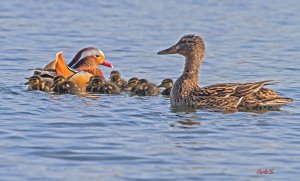 mandarin duck & sons