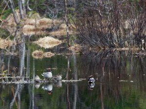 Eurasian teals