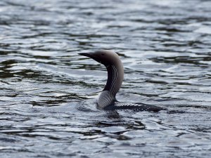 Black-throated diver