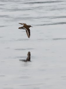 Common sandpiper in flight