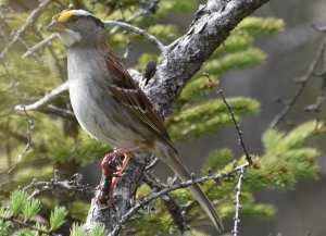 White-throated sparrow