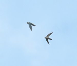 Pale-rumped Swift