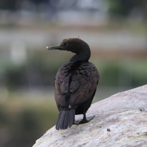 Bank Cormorant