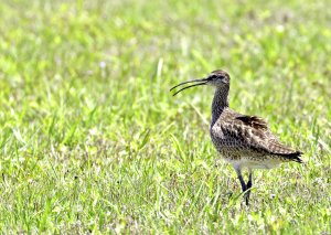 Whimbrel.jpg