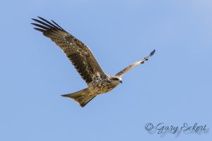 Black Kite